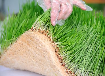 Young seedlings of green wheat sprouts close up. Organic product.